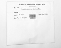 Image Associated With the Occurence